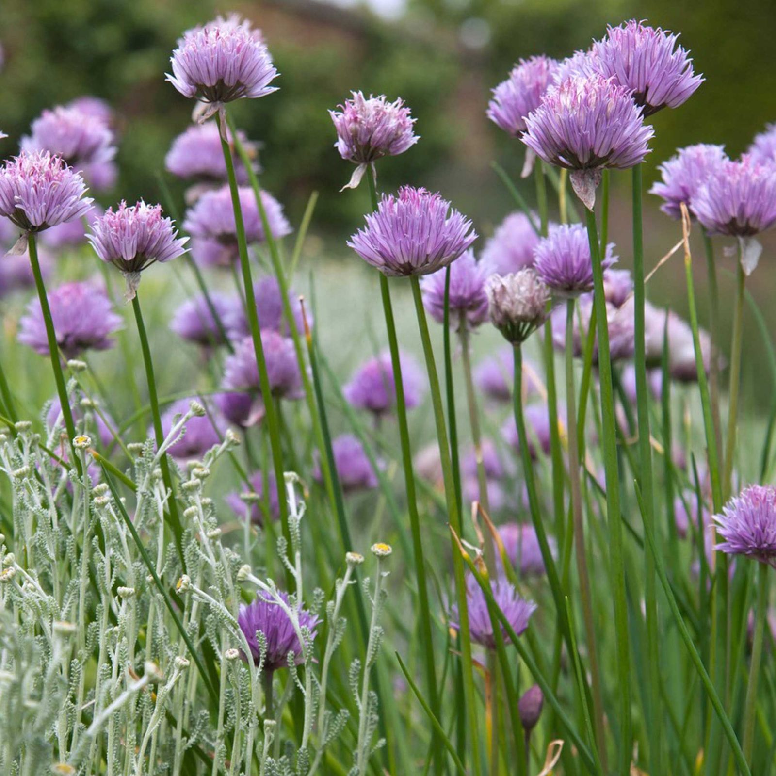 What to do when alliums finish flowering - Experts explain | Ideal Home