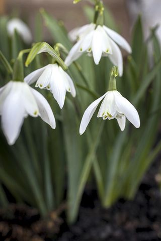 snowdrops