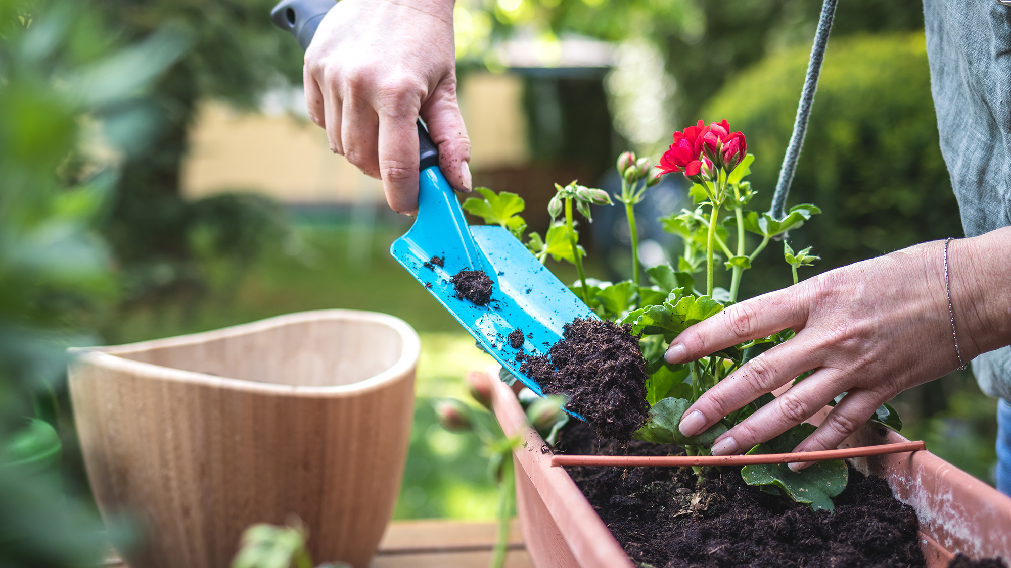 planting pelargonium