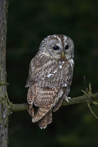 A tawny owl turning its head