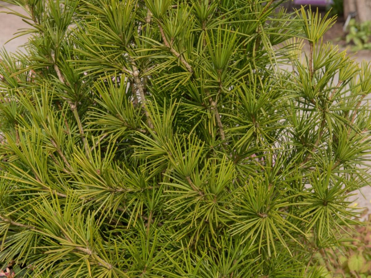 Umbrella Pine Information - Learn About Japanese Umbrella Pine Care 