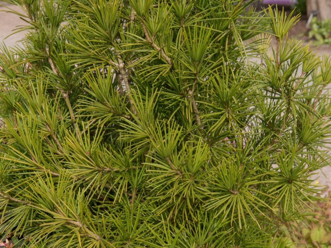 Japanese Umbrella Pine Tree