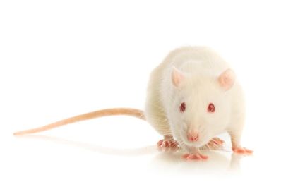 Study: Rats feel regret, too