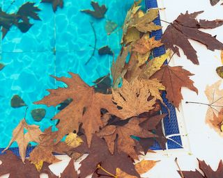 fall leaves by swimming pool water