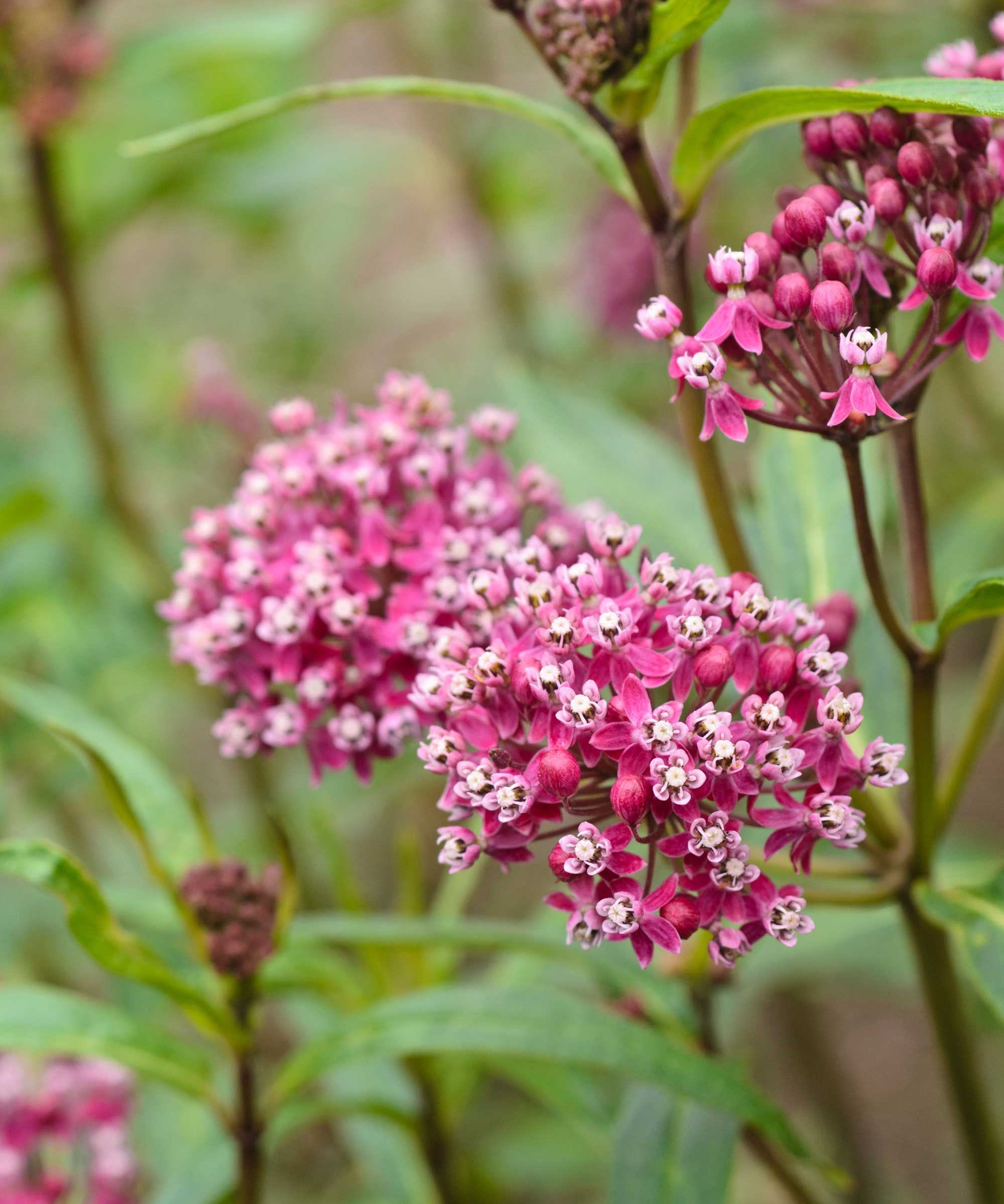 pink swamp milkweed close-up