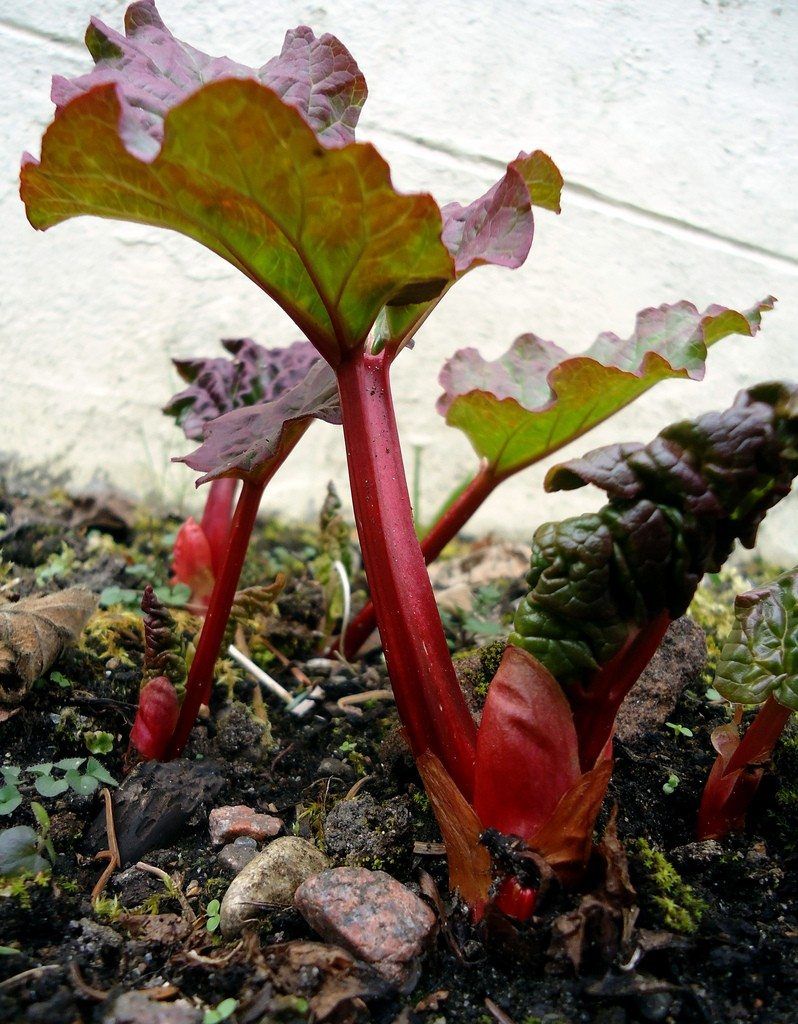 Planted Rhubarb Plants