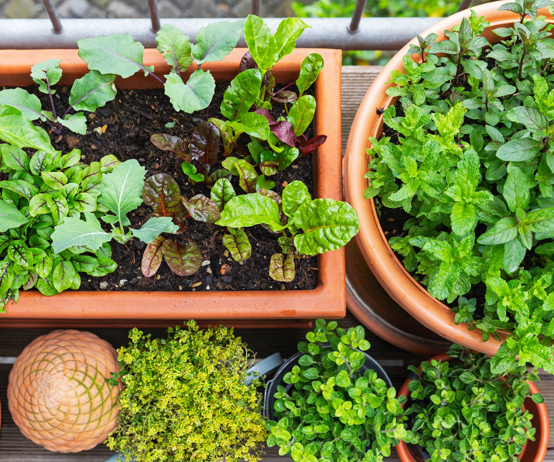 mixed herb garden in different containers on balcony