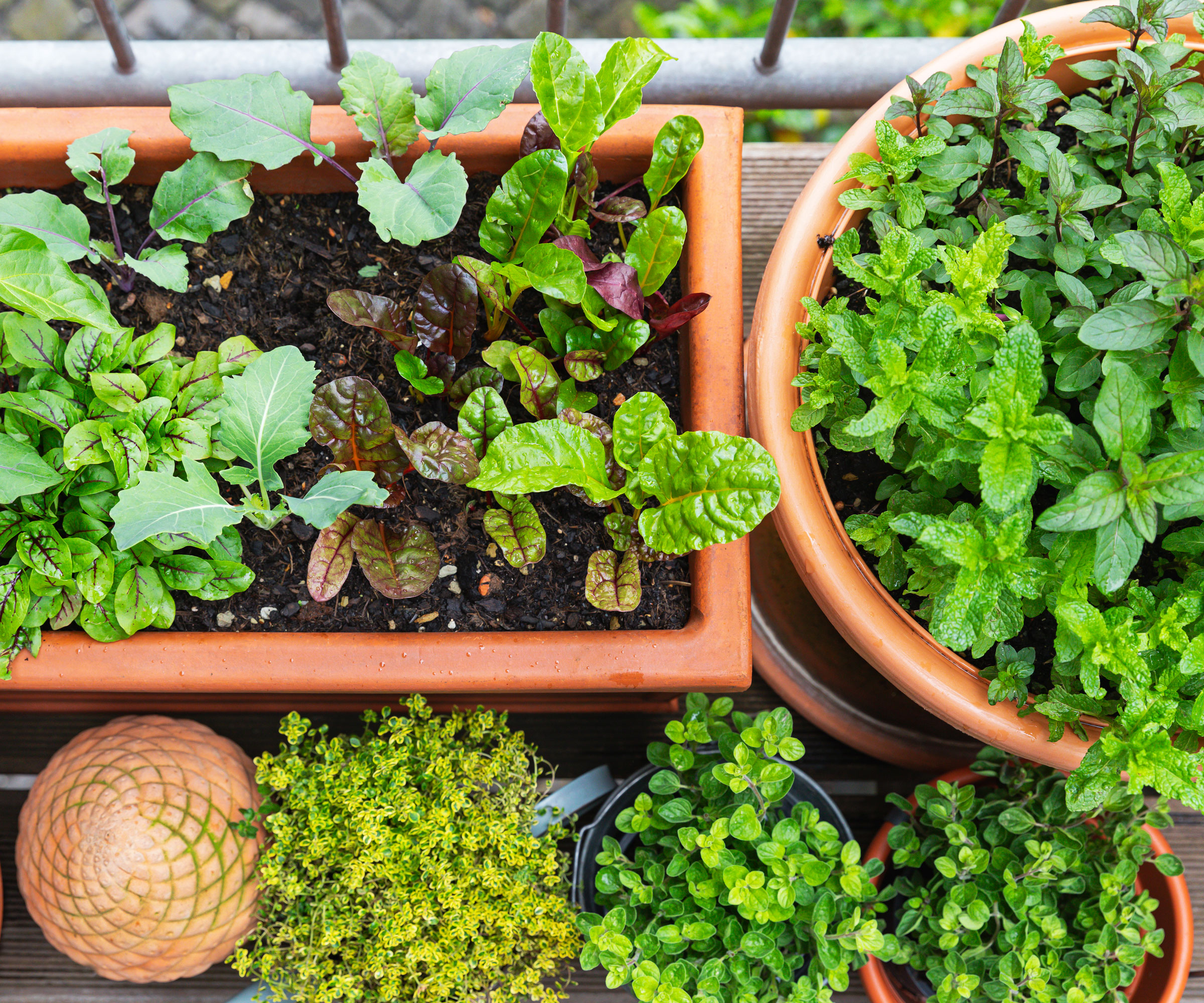 mixed herb garden in different containers on balcony