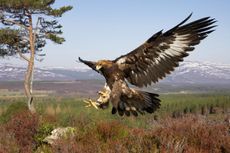 Golden Eagle (Aquila chrysaetos), in flight in mountain habitat preparing to land on stump (taken in controlled conditions).