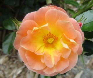 Peach Drift ground cover rose with vibrant blooms