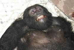 One of four gorillas found shot to death in the Democratic Republic of Congo's Virunga National Park.