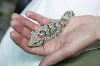 One of the geckos blasted into space onboard the Foton M4 satellite.