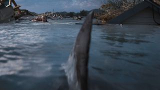 Shark swimming in the water