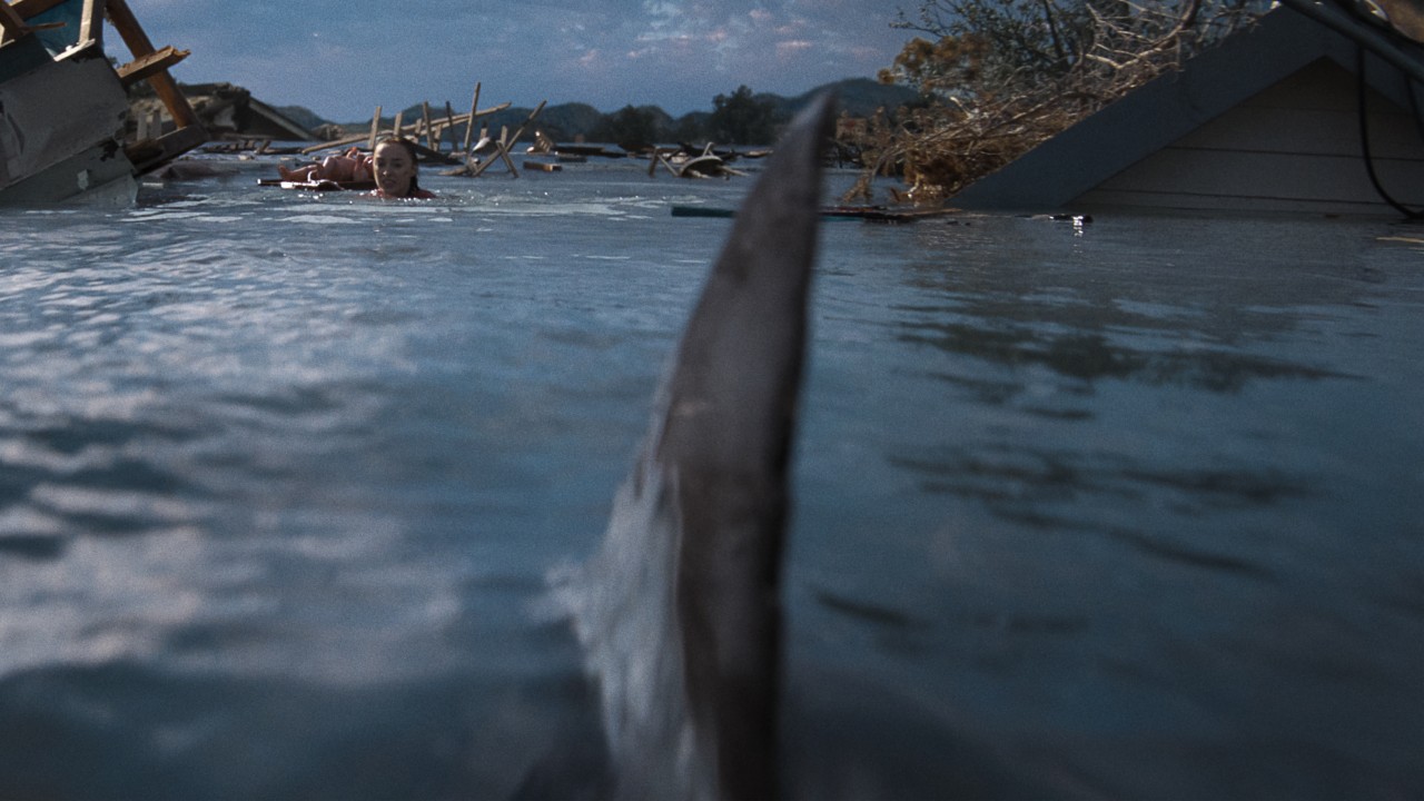 Shark swimming in the water