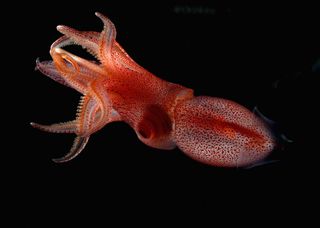 Squid Histioteuthis heteropsis