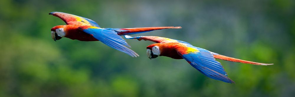 Macaws in flight