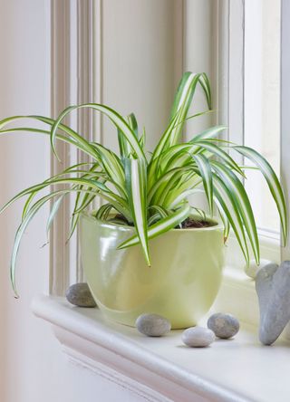 picture of spider plant on windowsill