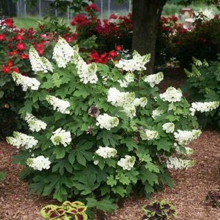 Oakleaf Hydrangea Shrub - Live Plant - 6-10