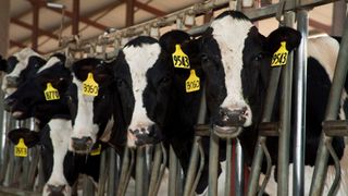 photo of six black and white dairy cows with yellow number tags on their ears poking their heads through a metal gate