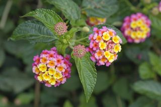 The flowers of the tropical plant Lantana camara