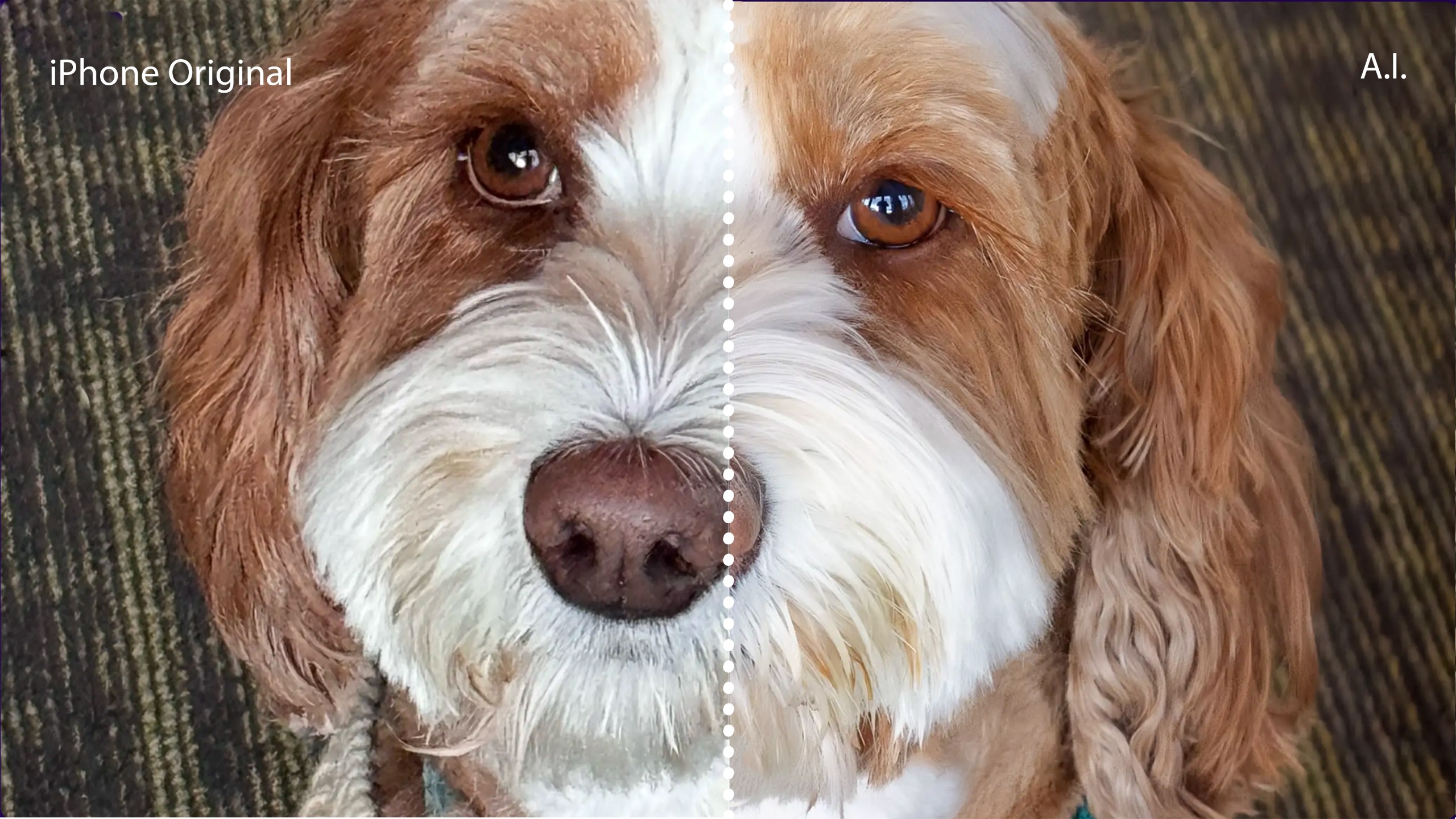Example of AI photo improvement side by side - pic of dog