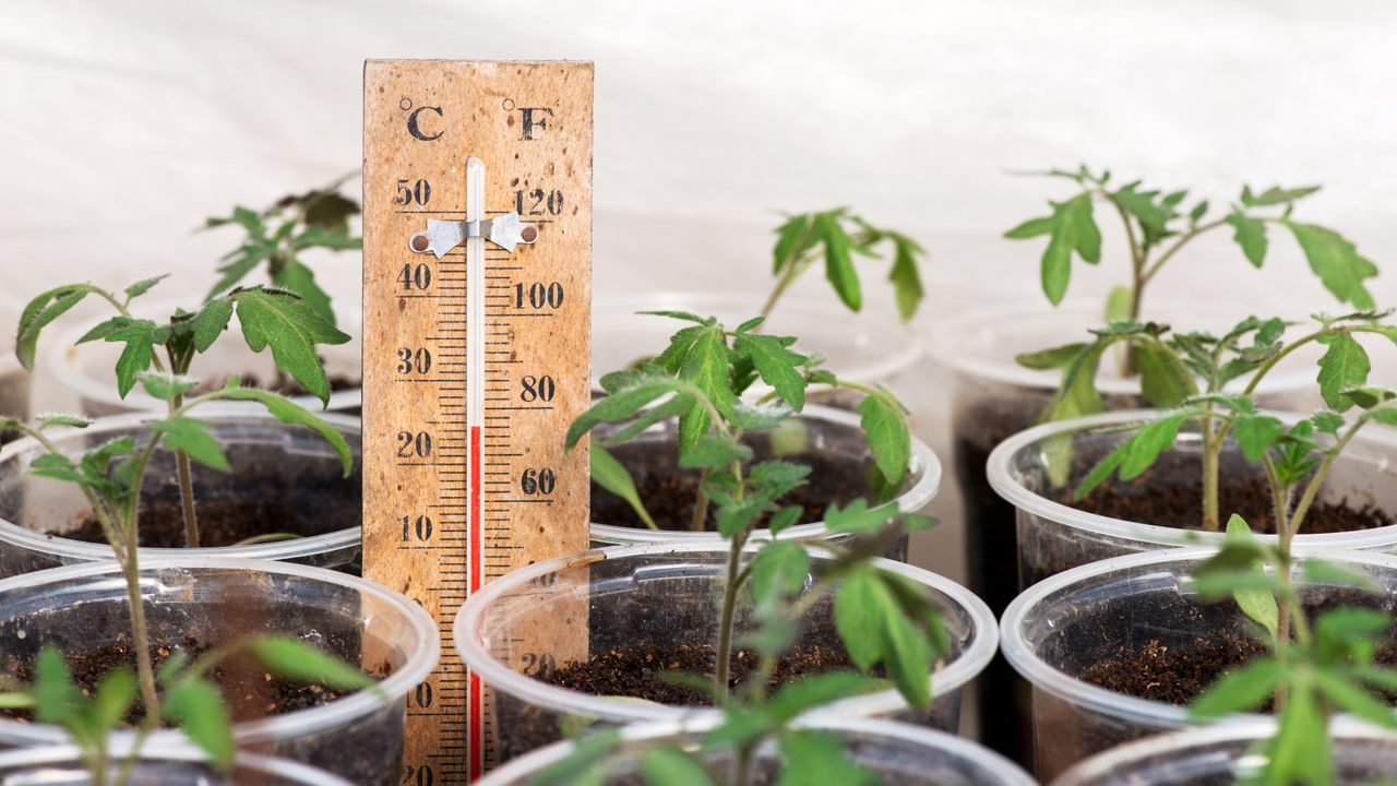 Tomato seedlings in a greenhouse with a thermometer