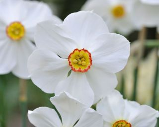 'Actaea’ daffodil flowers