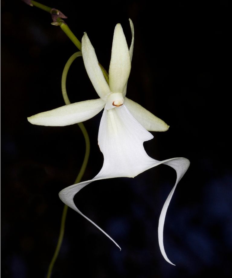 What is a ghost orchid? Experts reveal all with growing tips | Homes ...