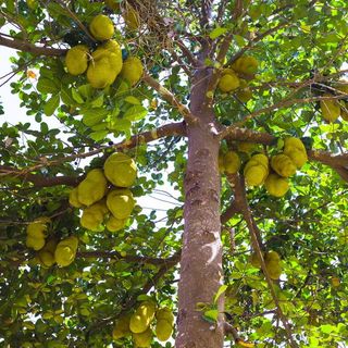 Jackfruit Tree