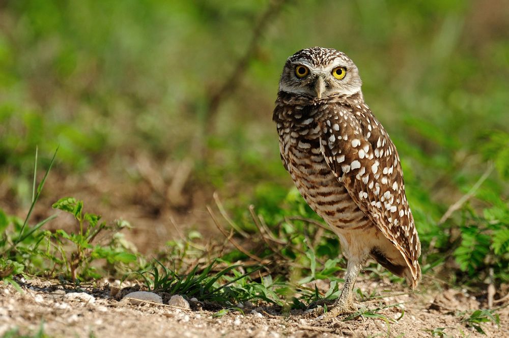 Bad Omen or Wise Advisor? Evocative Owls Star in Photos Live Science