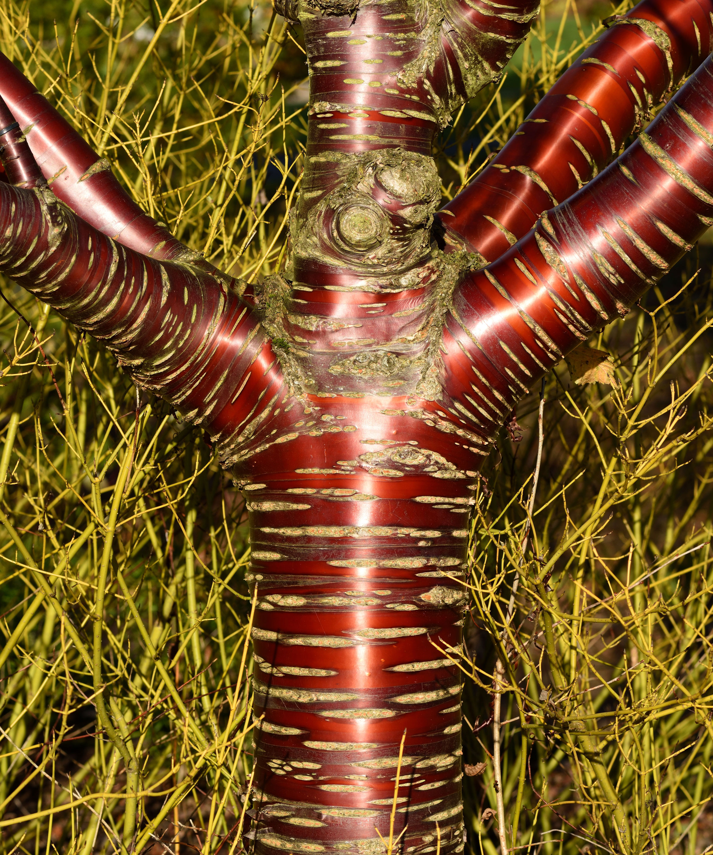 Tibetan cherry tree showing shiny red tree bark