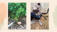 compilation image of a garden plant being watered and a pile of old tights with scissors to demonstrate the downpipe and tights watering method