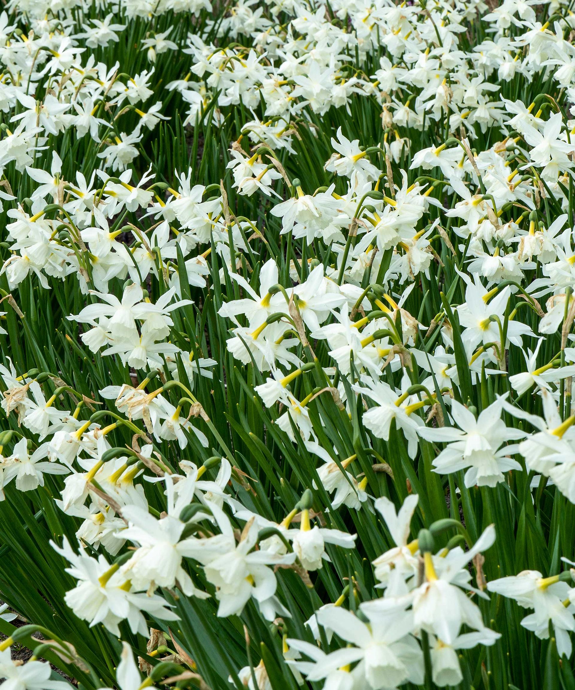 How and when to plant daffodil bulbs for spring flowers Gardeningetc