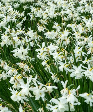 mass of white daffodils