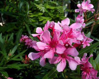 pink nerium oleander plant