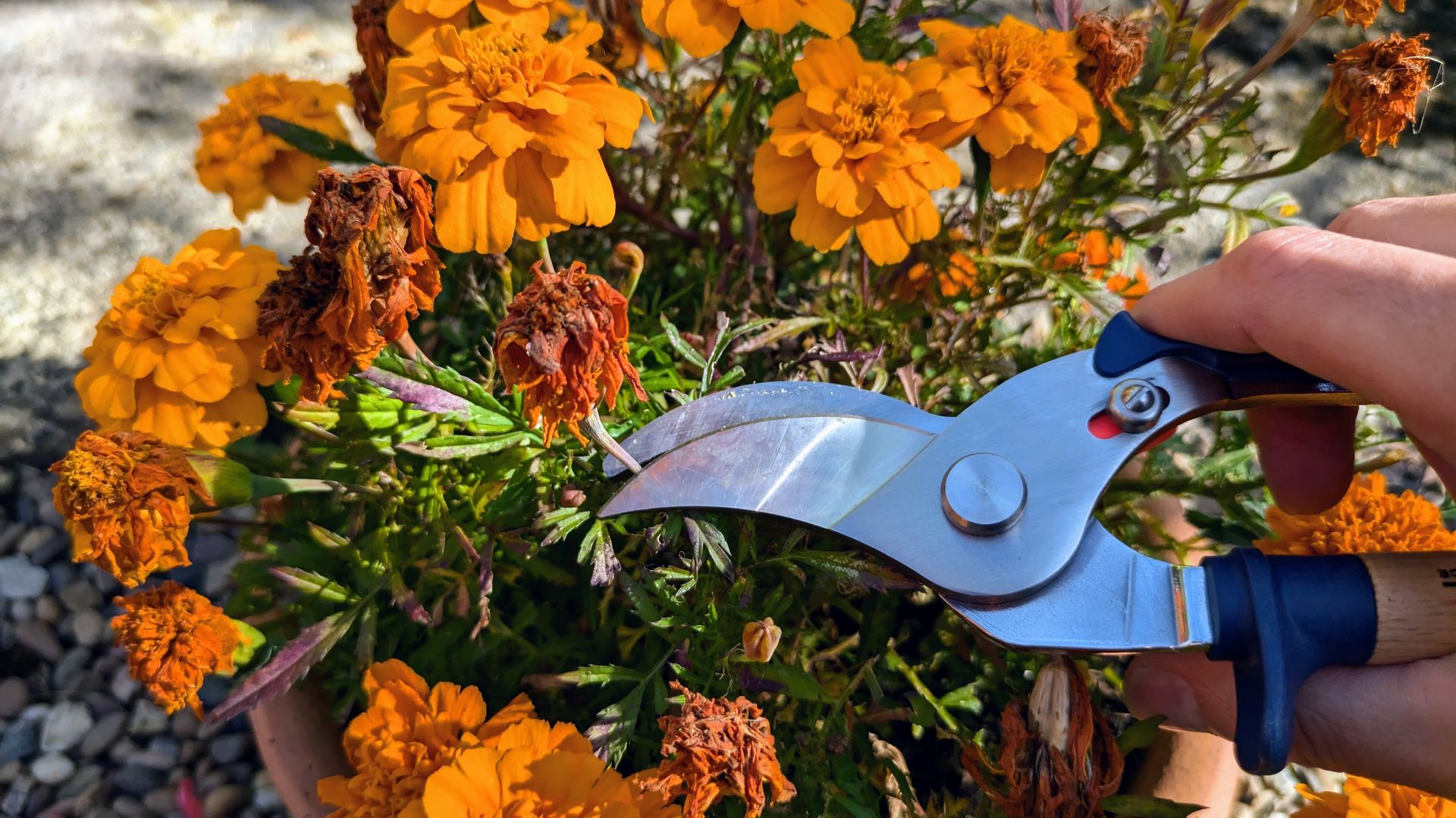 How to use pruning shears | Top Ten Reviews