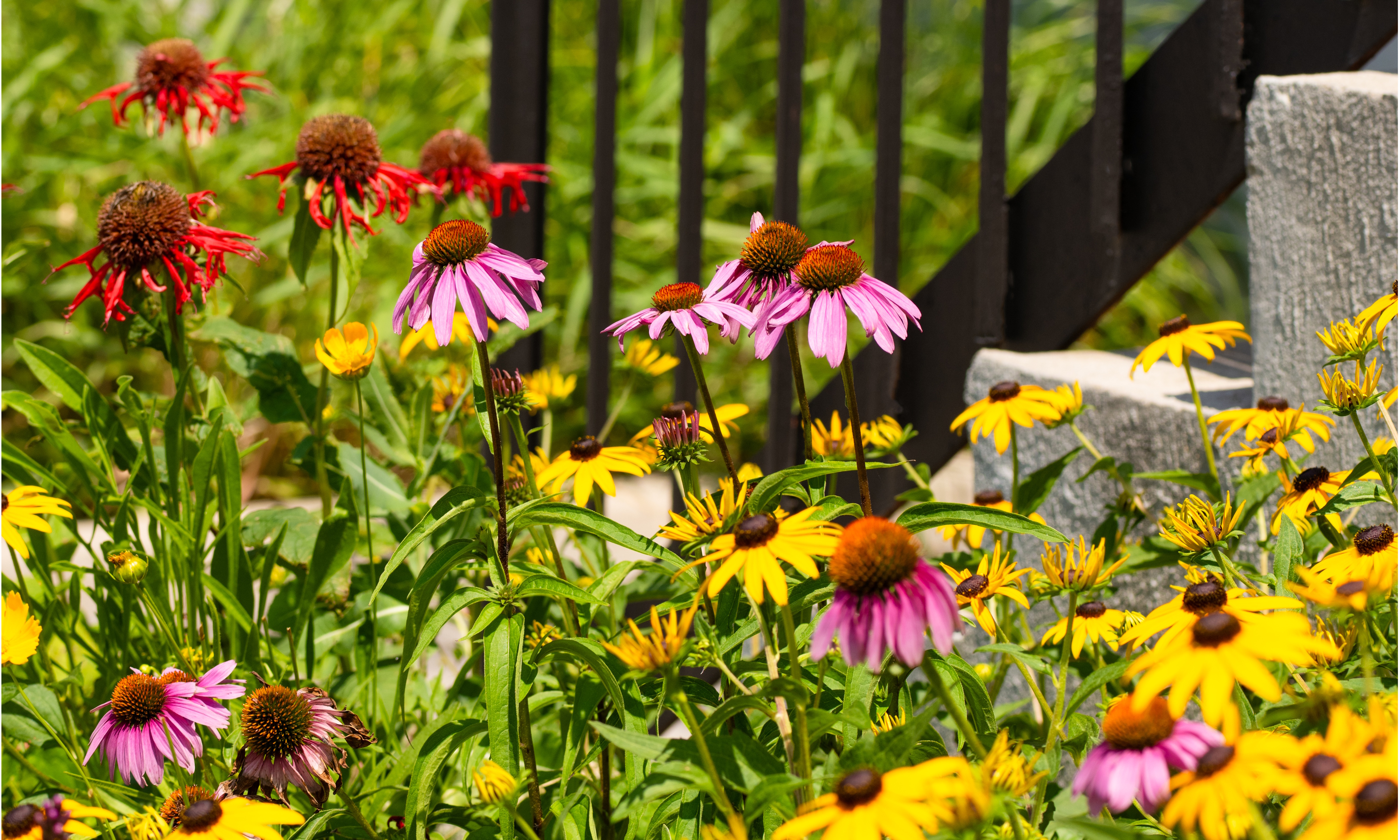 Laurie Blumenfeld's community garden, filled with echinacea and rudbeckia