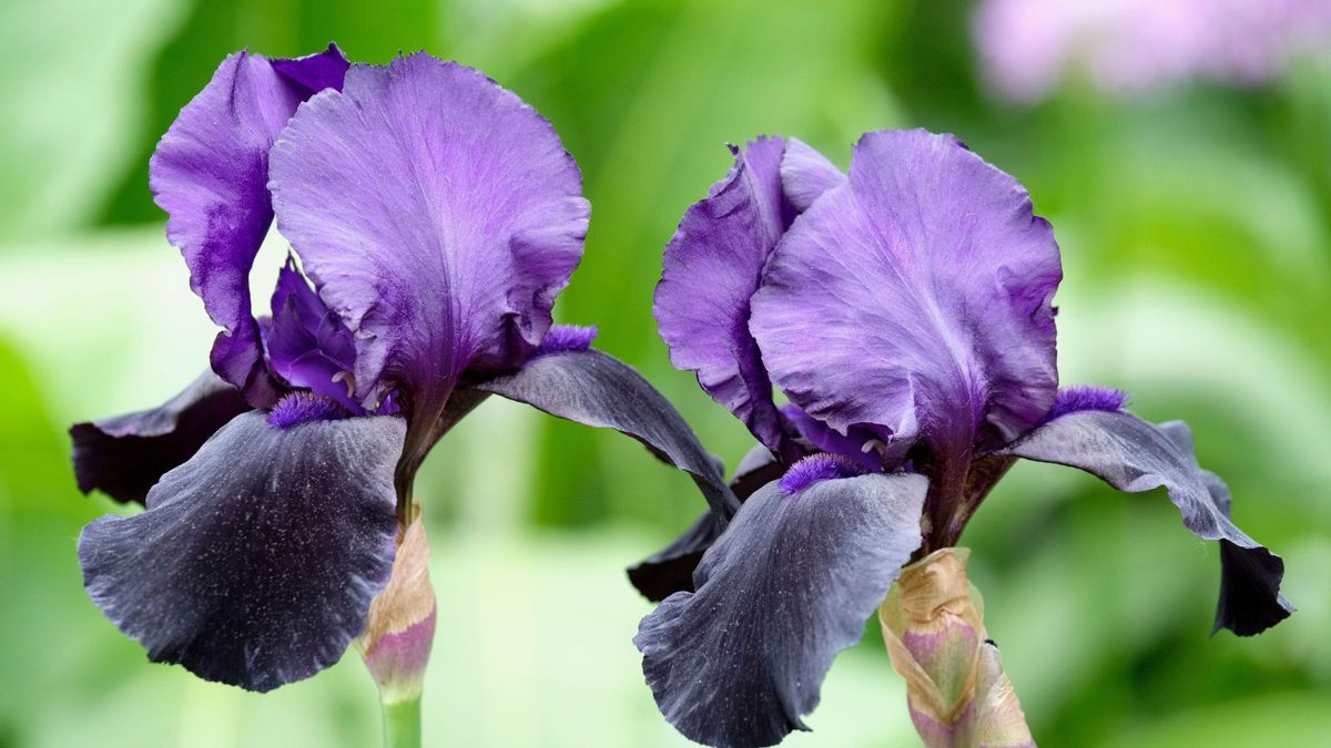 When to plant iris bulbs – for a colorful and showy display