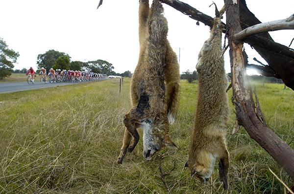 The peloton weren't foxing during their 85 kilometre fifth stage from Morwell to Maffra.