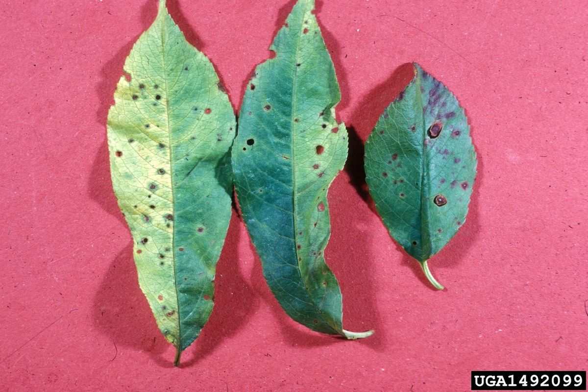 Bacterial Leaf Spot Of Peach - Tips On Controlling Leaf Spot On Peaches ...