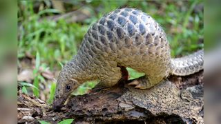 A pangolin on a log 