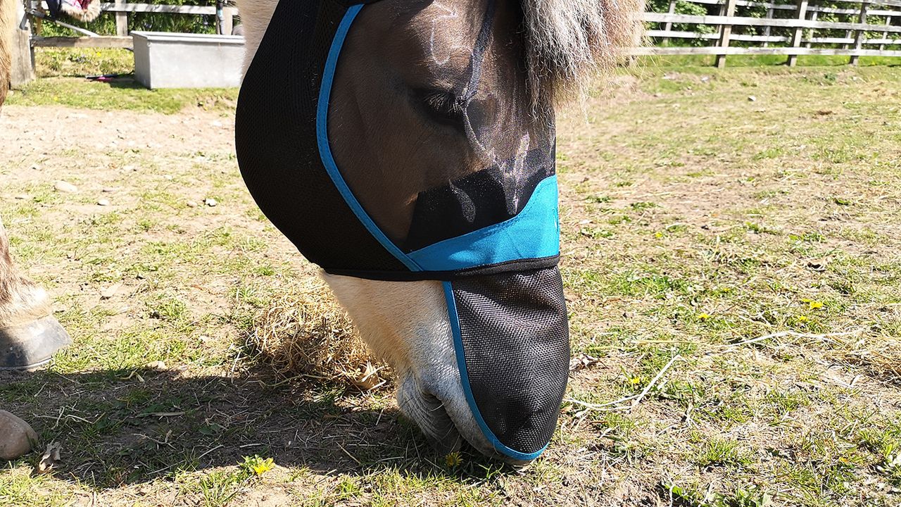 Woof Wear UV Fly Mask grazing
