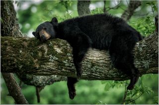 great smoky mountains, black bears, cute animal