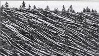 The destruction caused by the Tunguska asteroid in Siberia in 1908.