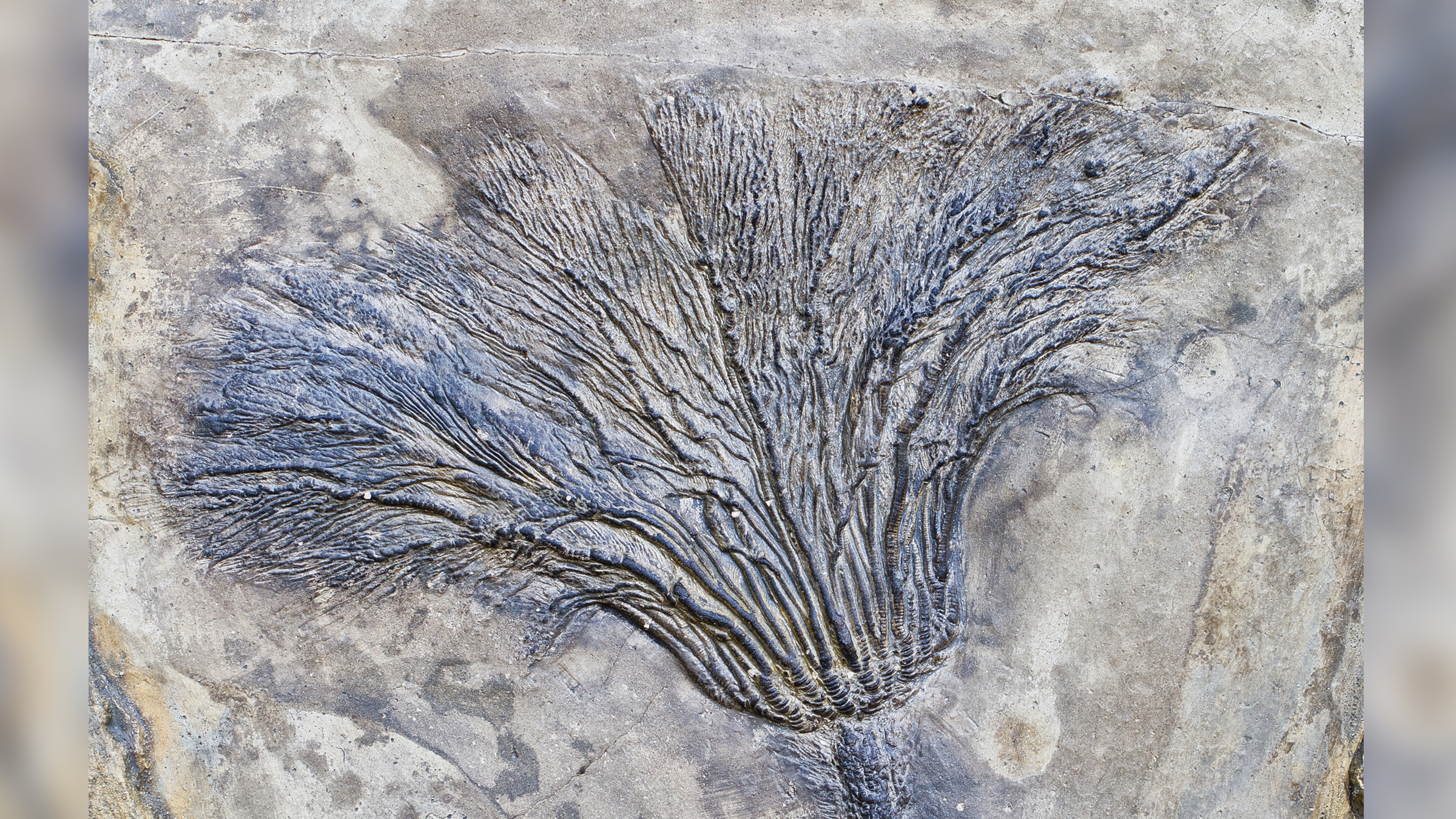  A detailed fossil of an ancient plant, resembling a fern, found in Cairo, New York.