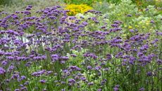 Verbena bonariensis covered in purple blooms in a flower border