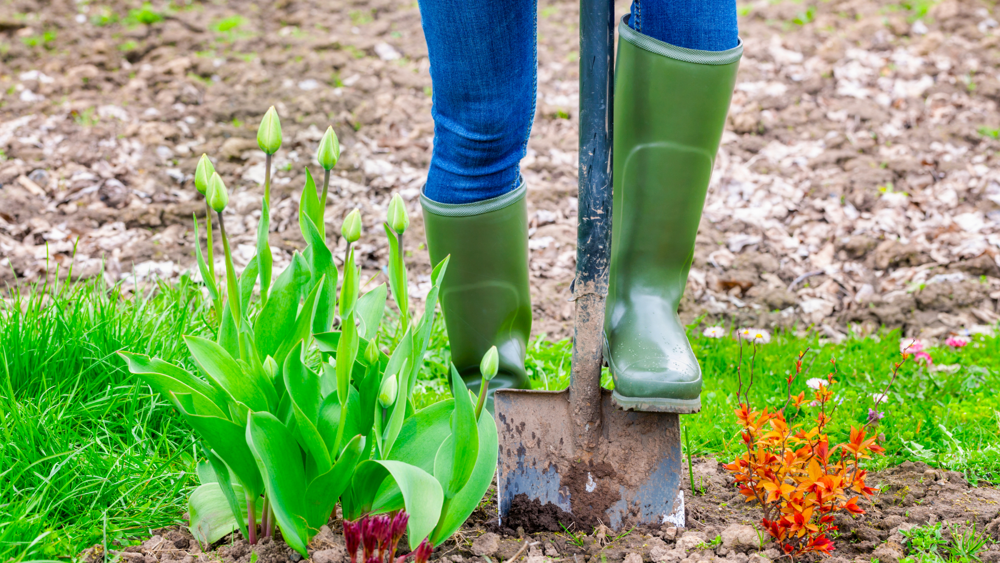 woman digging shovel into spring garden full of plants 