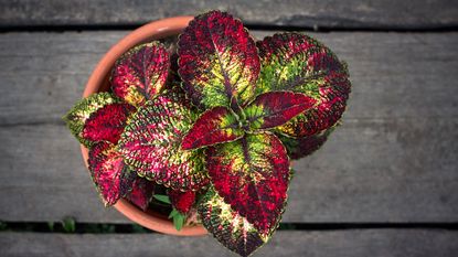 coleus houseplant with red and green leaves
