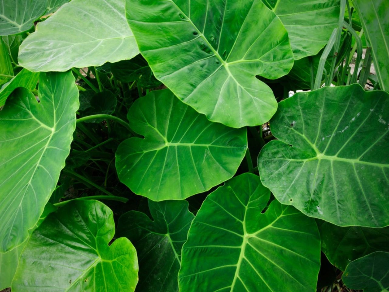 Elephant Ear Plant Leaves