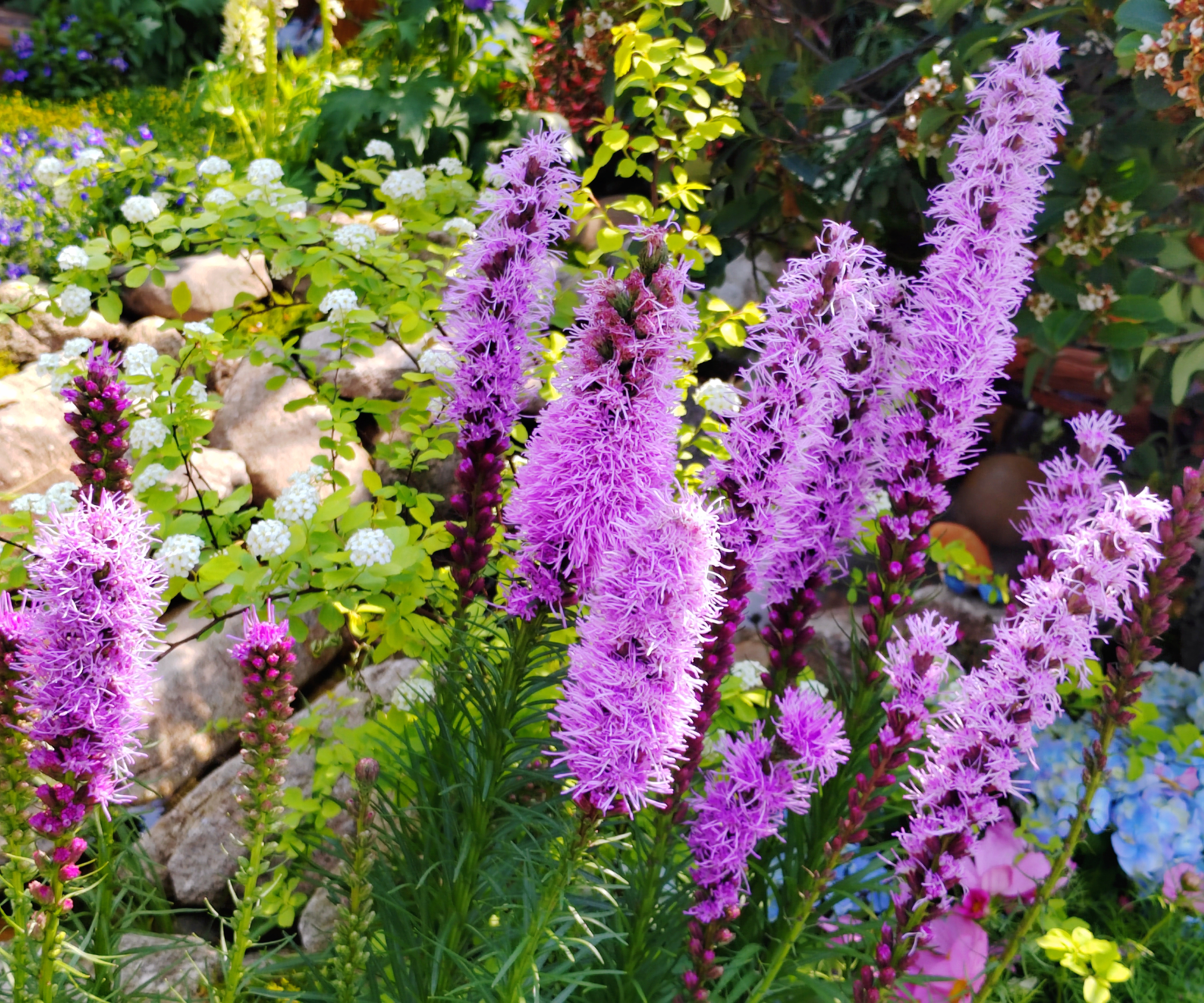 Pinky purple blazing star flowers in garden